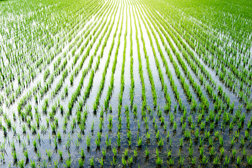 Japanese rice paddy. The landscape after rice-planting in June. The symbolic landscape of the Japanese agriculture