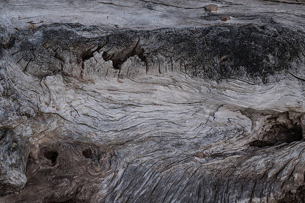 istock Old weathered wood texture, old wood background, texture background 539962454