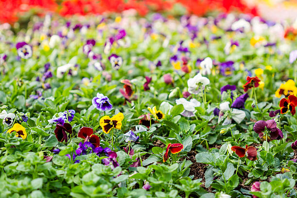 istock Pansy flower composition close-up shot as a nature background 539963200