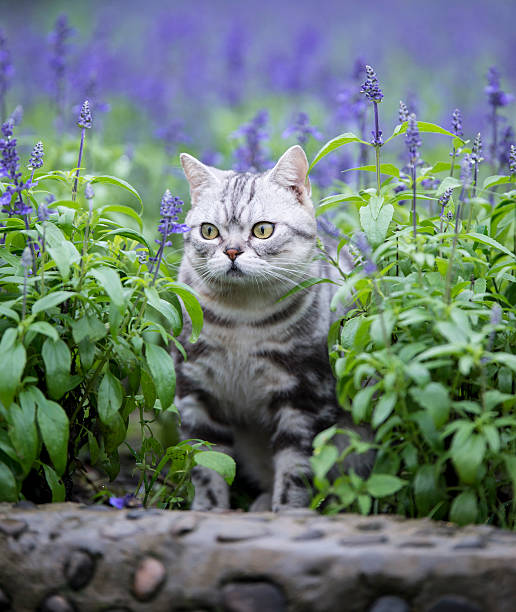istock The cat lavender flowers 539965534