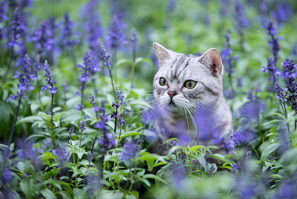 istock The cat lavender flowers 539965838