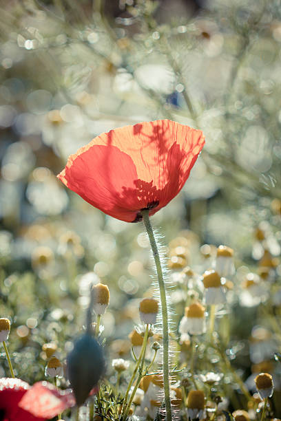 istock Field of bright red corn poppy flowers in spring 539966608
