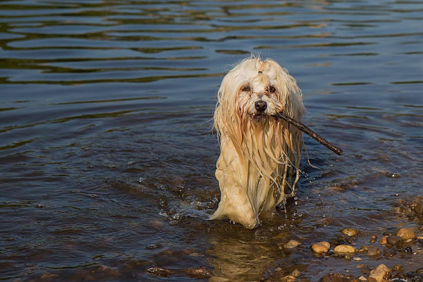 istock havanese dog bathes in lake 539967712