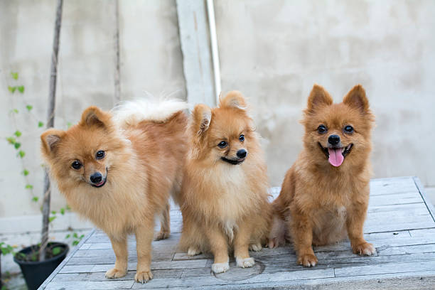 istock group of brown pomeranians 539969454