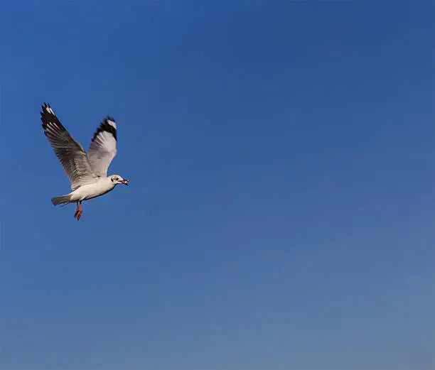 Brown-headed seagulls (Larus brunnicephalus) flying with food