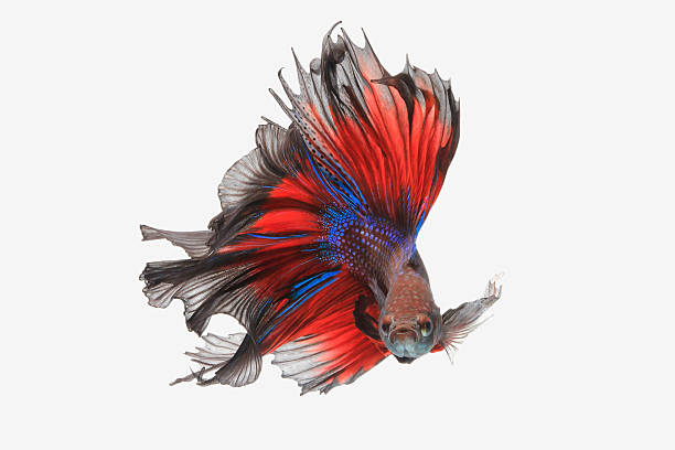 Flying betta fish Thai betta fish isolated on white background.  siamese fighting fish stock pictures, royalty-free photos & images