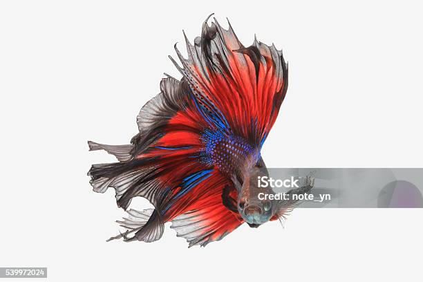 Flying Betta Fish Stock Photo - Download Image Now - Siamese Fighting Fish, White Background, Cut Out