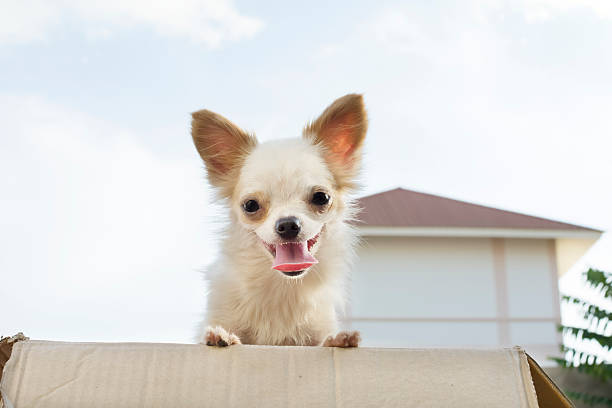 istock white chihuahua with skyl background 539972254