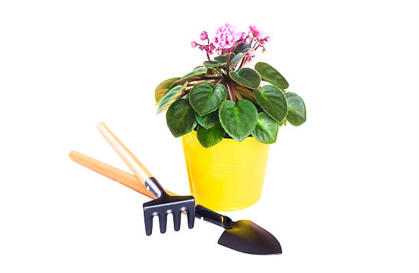 istock Violet in a flowerpot with shovel and rake isolated on 539974050