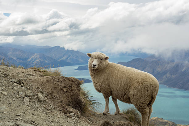 istock Old sheep stands on a mountain ridge above lake 539974460