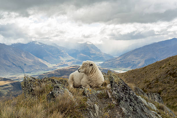 istock Lone sheep lies on mountain ridge 539975040