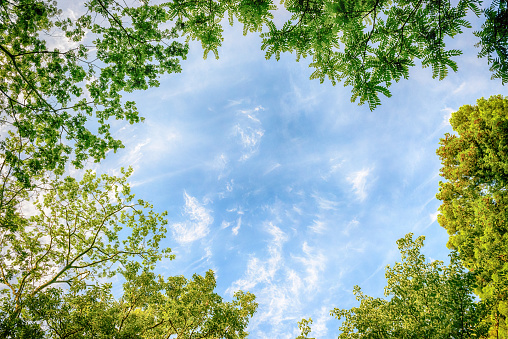 The sky and the various trees. The landscape of the refreshing fresh green. Image of an ecology