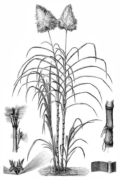 Sugarcane (Saccharum officinarum) Sugarcane (Saccharum officinarum) sugar cane saccharum officinarum stock illustrations