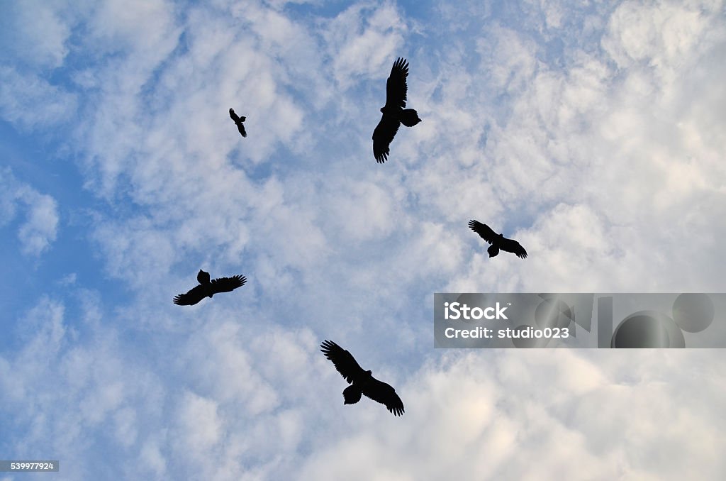 Birds circling in the sky Silhouettes of birds circling in the sky Circle Stock Photo