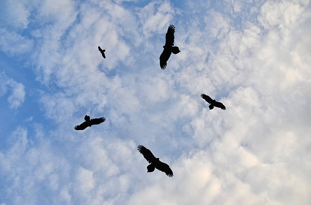 Birds circling in the sky Silhouettes of birds circling in the sky vulture photos stock pictures, royalty-free photos & images