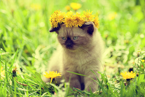 istock Little kitten crowned dandelion chaplet walking in the grass 539978504