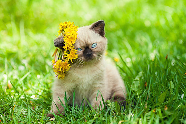 istock Little kitten crowned dandelion chaplet walking in the grass 539978606