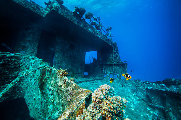 Wrecked plane becomes thriving reef