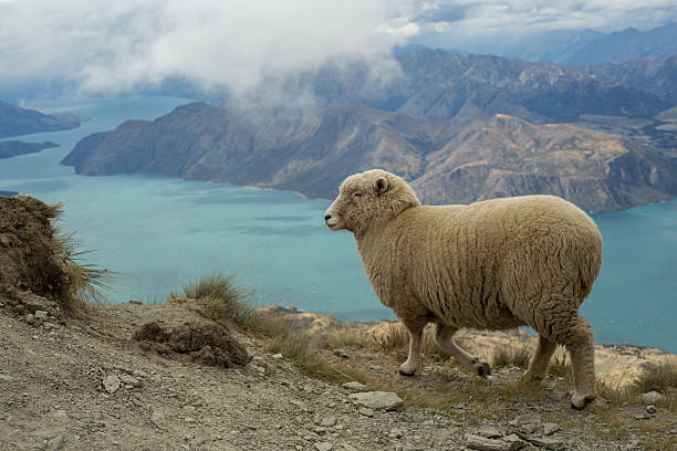 istock Sheep stands on a mountain ridge above lake 539979842