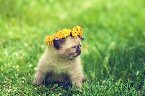 istock Little kitten crowned dandelion chaplet walking in the grass 539980174
