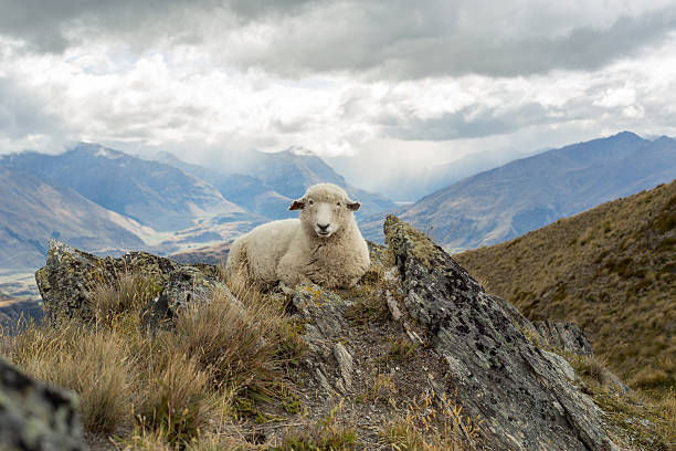 istock Lone sheep lies on mountain ridge 539980378