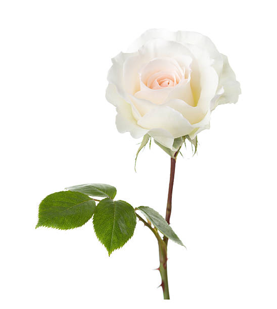 istock Rose of cream color. 539980866