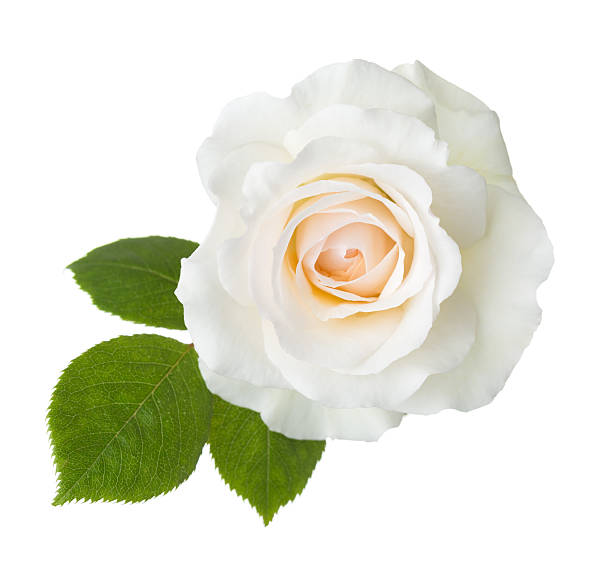 istock Rose of cream color. 539980902
