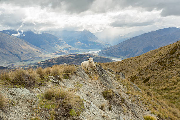 istock Distant sheep on New Zealand's landscape 539980944