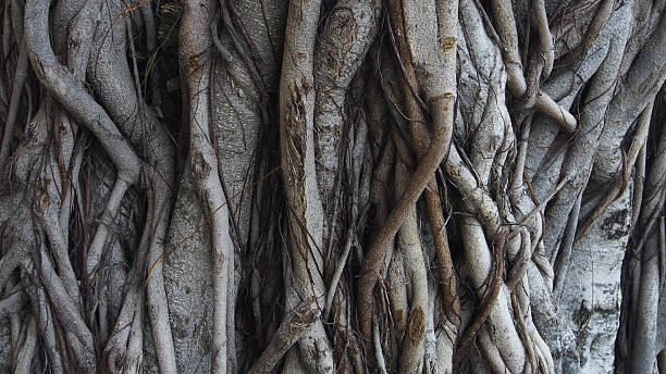 tree trunk texture stock photo