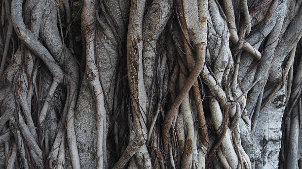 tree trunk texture tree trunk grunge natural, organic background, texture. ivy tree bark wood stock pictures, royalty-free photos & images
