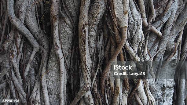 Tree Trunk Texture Stock Photo - Download Image Now - Vine - Plant, Root, Tree