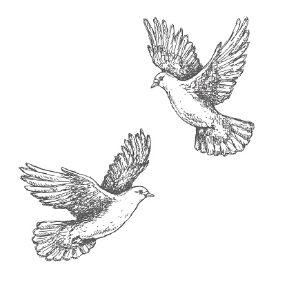Hand drawn pair of flying doves isolated on white background. Black and white image. Two pigeons vector sketch.