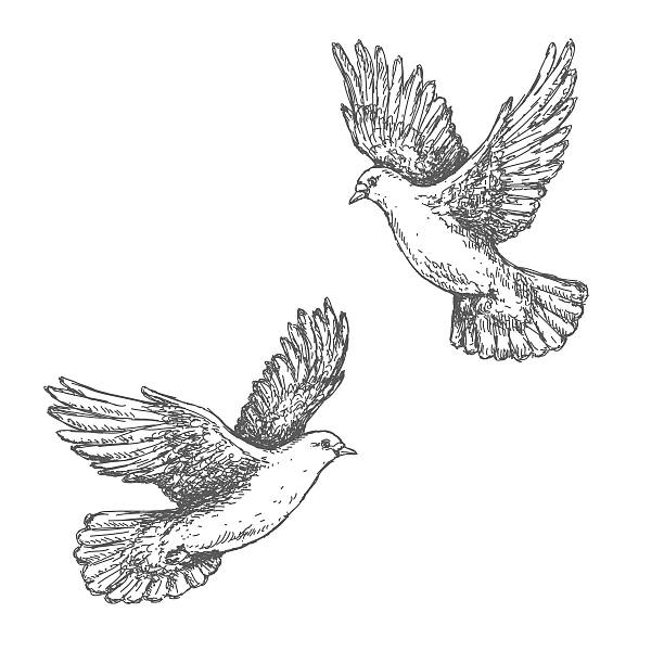 Hand Drawn Sketch of Flying Doves Hand drawn pair of flying doves isolated on white background. Black and white image. Two pigeons vector sketch. dove bird stock illustrations