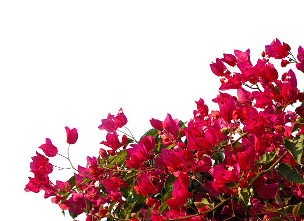 istock Red  bougainvilleas isolated on white background. 539982120