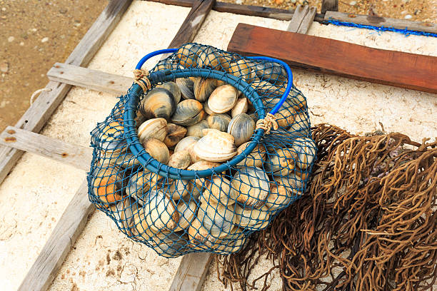 cesto cardio, l'ostricoltura, frutti di mare in mare - cockle nature outdoors horizontal foto e immagini stock