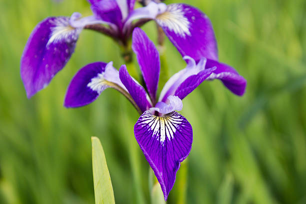 istock Colored flowered irises in the grass 539982422