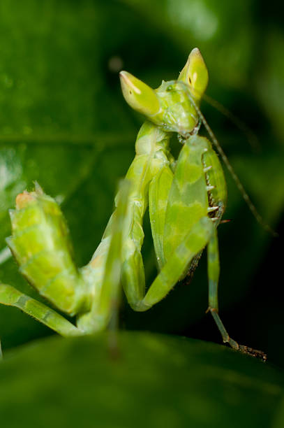 istock Mantis lives on grass in Asia Thailand 539983054