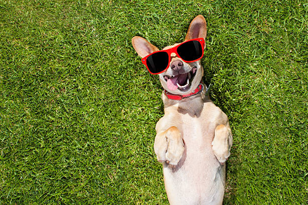 istock dog plays with owner looking up 539983496
