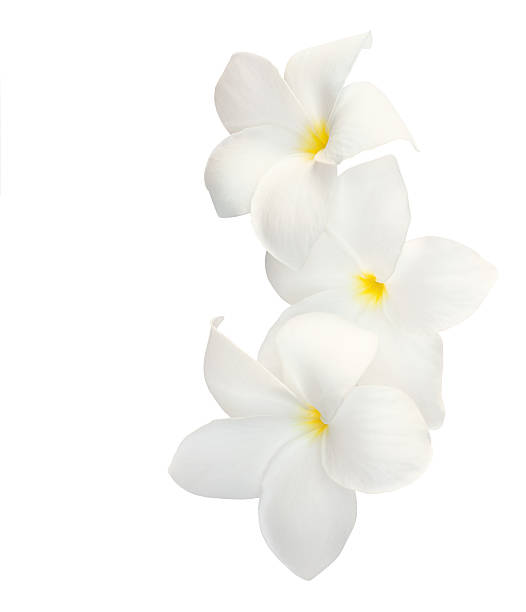 istock Three tropical flowers (Plumeria) isolated on white. 539983524