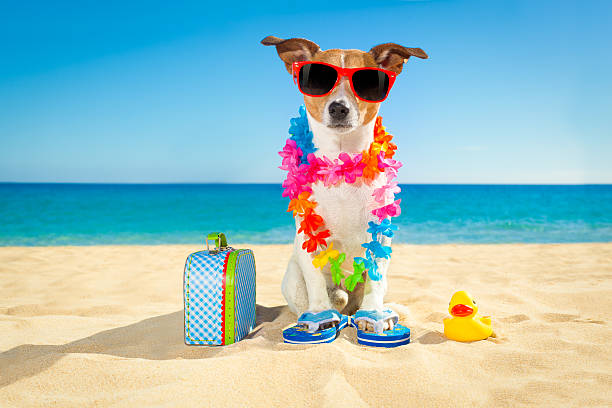 istock tourist dog at the beach 539983674