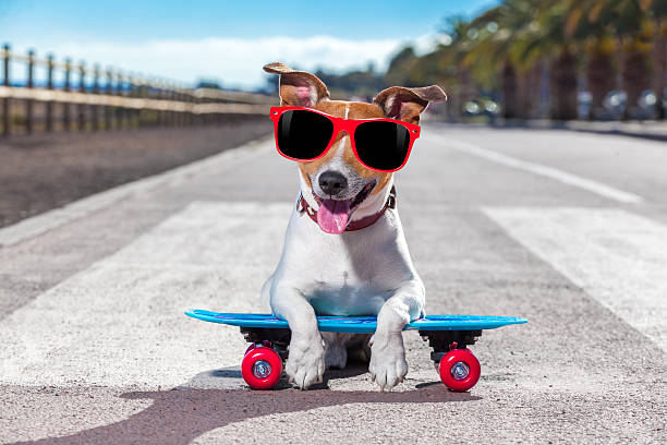 istock skater dog on skateboard 539983836