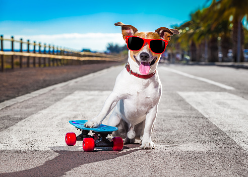 jack russell terrier dog  riding a skateboard as a skater , with sunglasses in summer vacation close to the beach