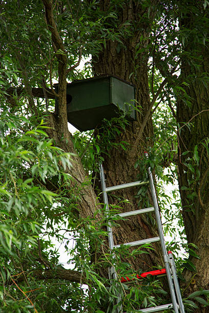 istock Nestbox of Little Owl 539984404