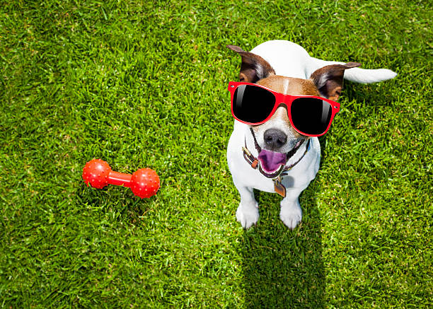 istock dog playing with toy or bone 539984466