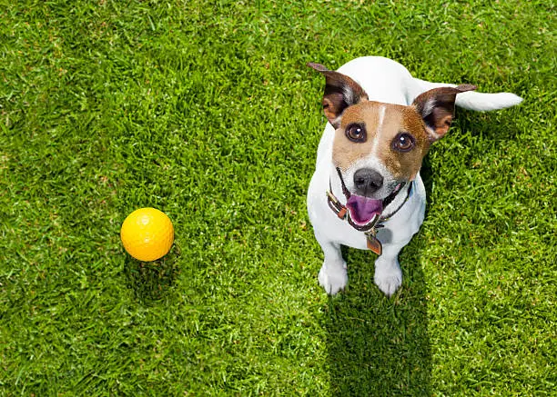 happy jack russell terrier dog  in park or meadow waiting and looking up to owner to play and have fun together, ball on grass