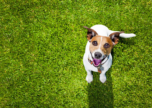 istock dog plays with owner looking up 539984674