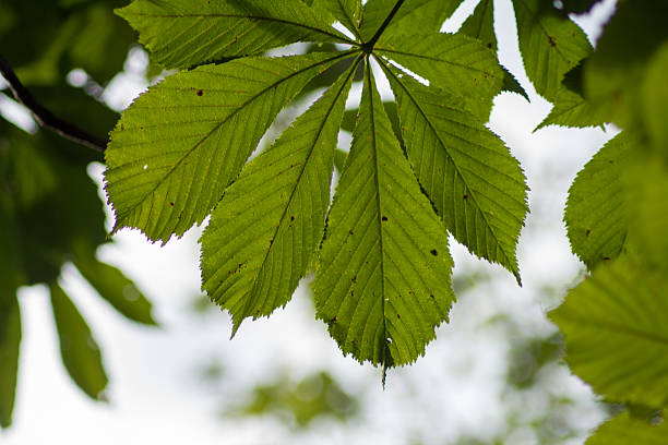 istock Green horse chestnut leaves in back lighting on blue sky 539984880
