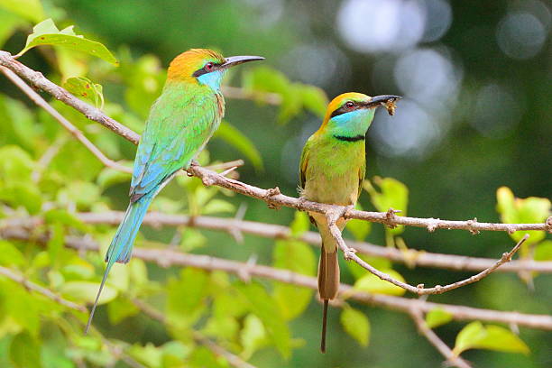 istock Bee eaters with bee in mouth 539985292