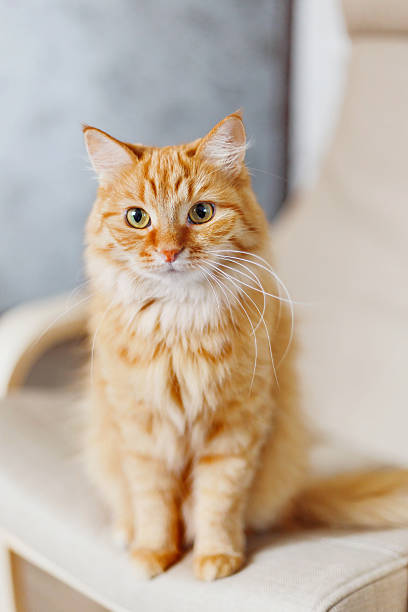 istock Cute ginger cat is sitting on chair. Fluffy curious pet. 539986592