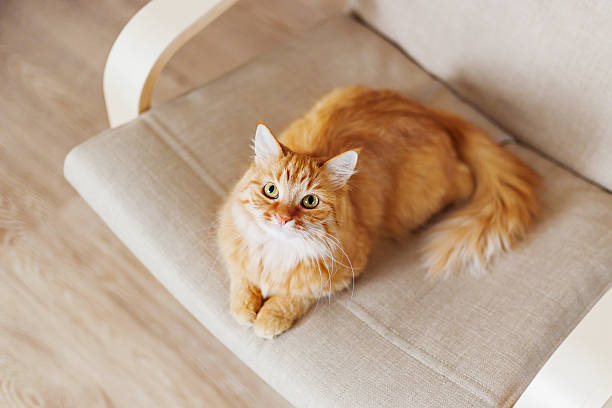 istock Cute ginger cat lying on chair. Fluffy curious pet. 539986662